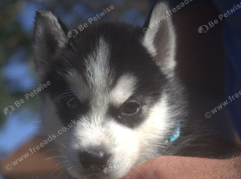 6 x stunning Siberian husky pups