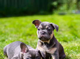 French bulldog boys and girls
