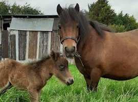 Minature shetland mare