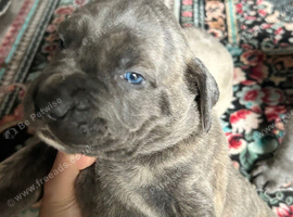Cane corso puppies