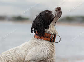 Proven Springer for Stud