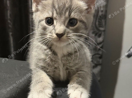 Six lovely kittens looking for loving homes, each with their own personality.