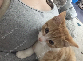 Ginger and white male kitten