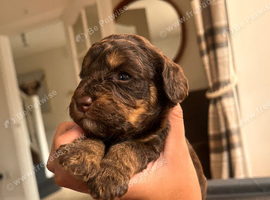 Sproodle puppies