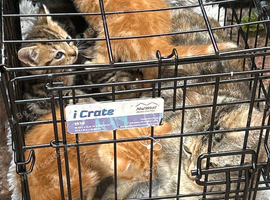 5 kittens cuties