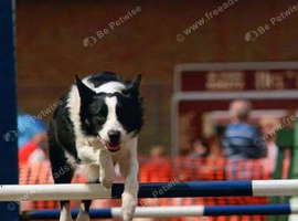 Border collie puppy wanted