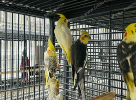 Baby Cockatil parrot