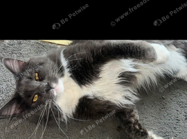 Tica registered ACTIVE mainecoone male STUD