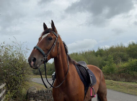 Horse for sale