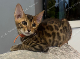 Beautiful Bengal Babies Ready Now