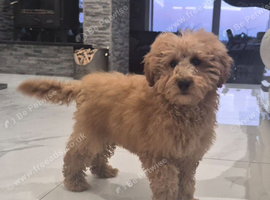 Male poodle pups for sale.