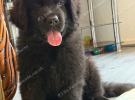 Newfoundland puppy for sale