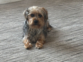 Yorkie male