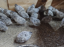 Snow flake mexican quails for sale