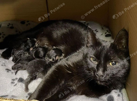 Kittens for sale