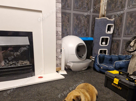 Dog for sell