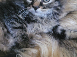 Beautiful  3/4 Maine Coon  little tabby very fluffy kitten