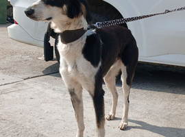 Saluki male