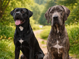 Cane corso