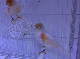 Pair of Red mosaic canary&rsquo;s