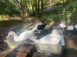 Stunning Muscovy ducklings