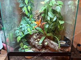 Whole set up and geckos