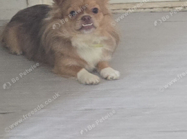 Beautiful Pomeranian x Pug Boy &ndash; Ready For His Forever Home