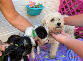 4 Beautiful Jackapoo Puppies Looking for Their Forever Homes