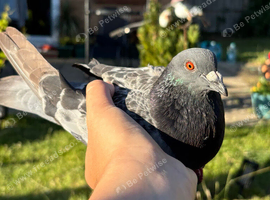 4 pigeon