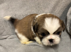 Shih Tzu pups