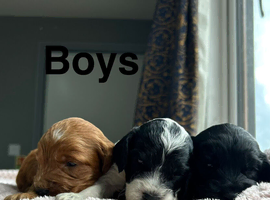 Gorgeous litter of cockapoo puppies