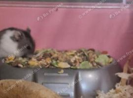 A dwarf hamster