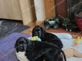 Stunning American Cocker Spaniel puppies