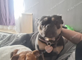 French bulldog female