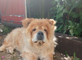 Female Chow for sale