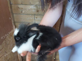 3 left baby lionheads  one girl 2 boys