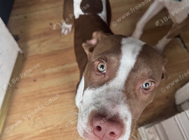 6 month old kilo