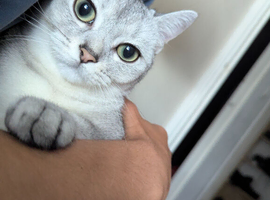 Silver Chinchilla kitten