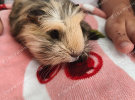 2 male Guinea Pigs