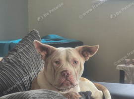 Rehoming needed urgently
