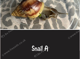 6 wild colour baby Giant African Land Snail