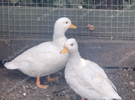 Breeding pair of white call ducks