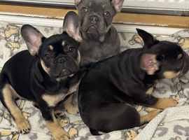 3 beautiful female French bulldogs