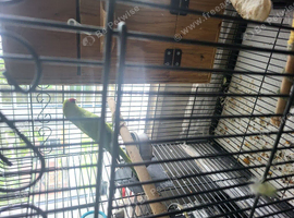 Femail  ringneck