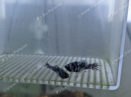 Baby Lyretail Dalmatian Mollies