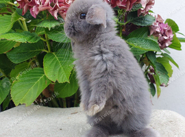 Baby mini lop.buck available now.