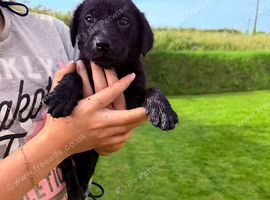 Kc reg Labrador puppies
