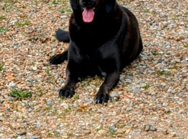 BLACK SABLE German Shepherd STUD