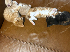 Adorable kittens for sale