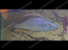 Malawi eye biter for sale (male 6inch)